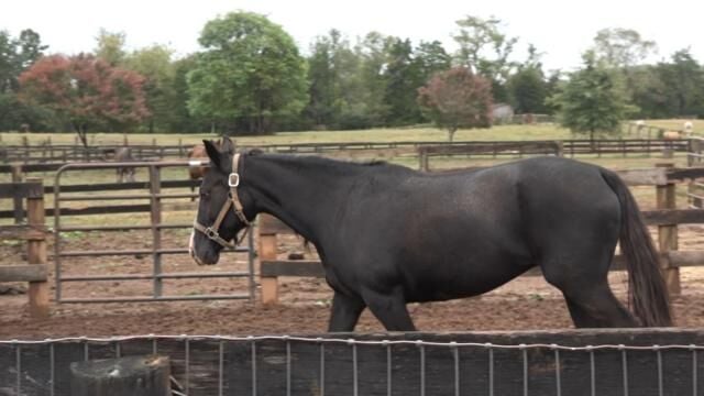UVA Health volunteers help out Feel Better Farm