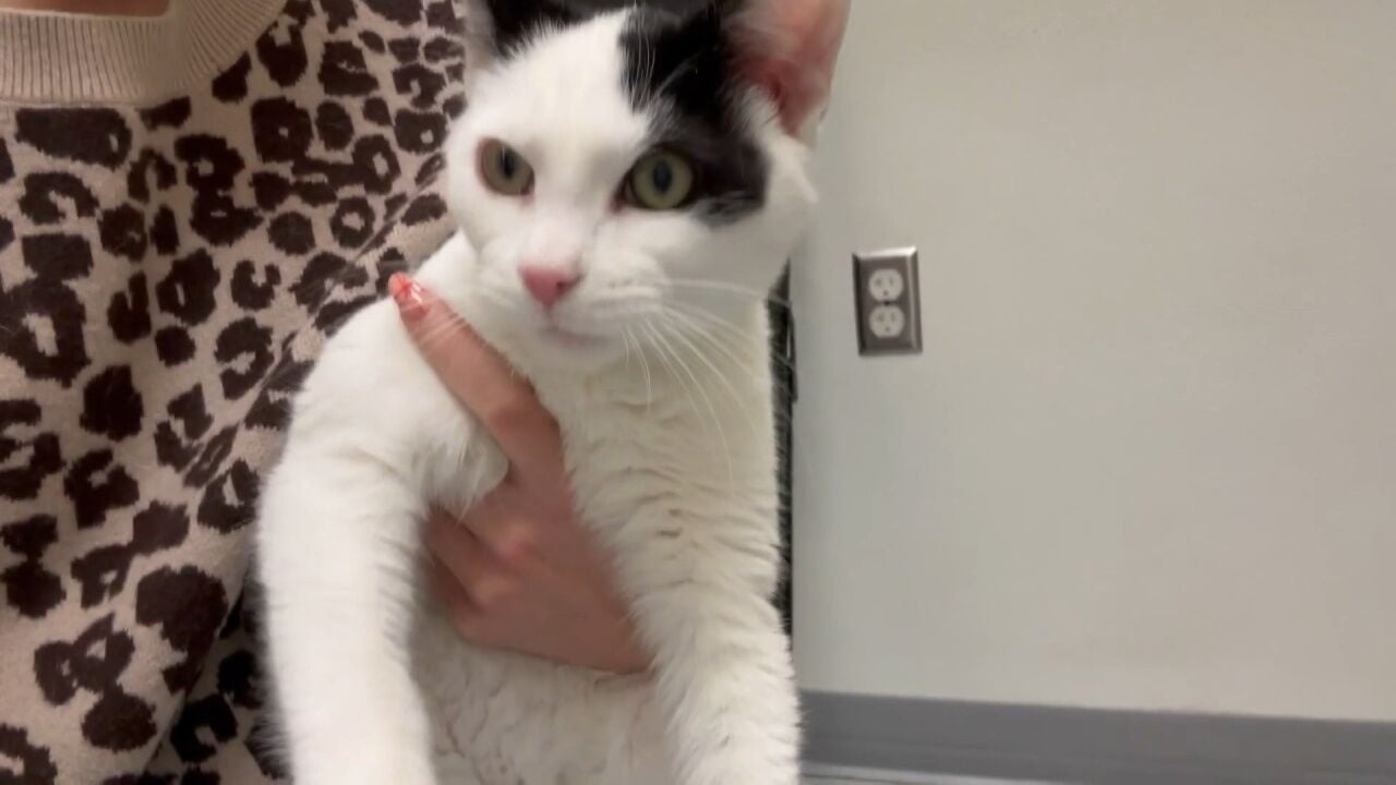 Pet Project: Ritz Carlton