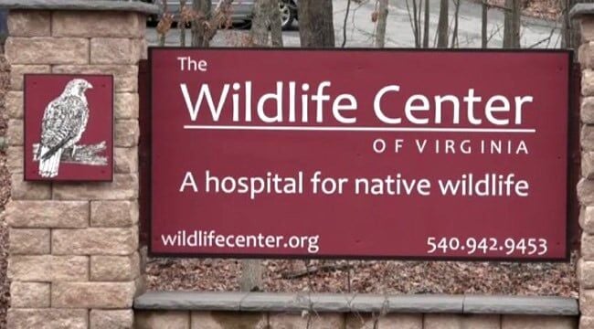 Wildlife Center of Virginia serves up a special Thanksgiving feast for Animals