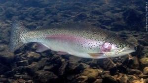 DWR Reports Loss Of Thousands Of Trout At Hatchery