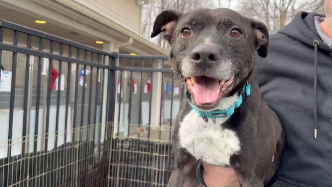 Pet Project: Scottie