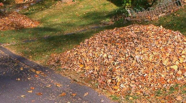 City’s leaf collection resumes