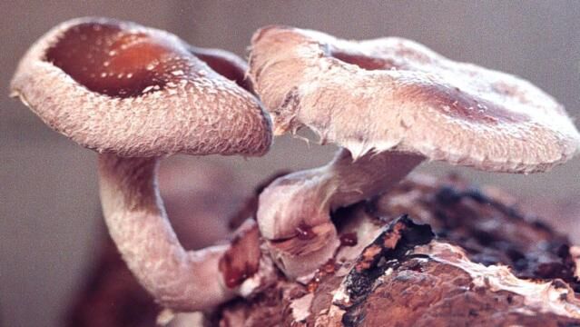 Guide to poisonous mushrooms available as download