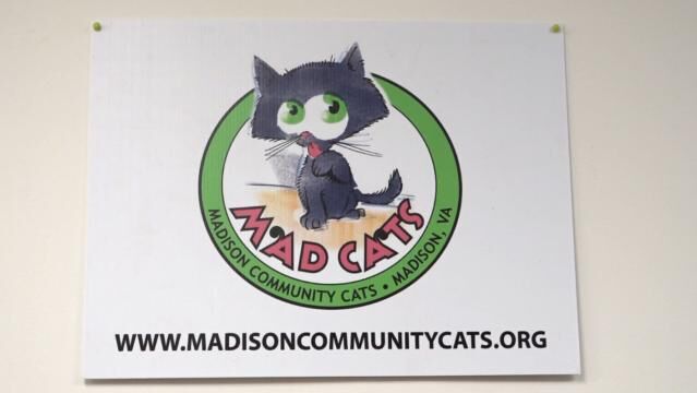MAD Cats Rescue looking for support on Give Local Piedmont Day
