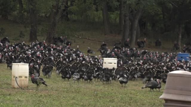 KellyBronze ranked best Thanksgiving turkey in the country