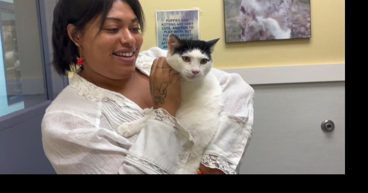 Pet Project: Diet Pepsi