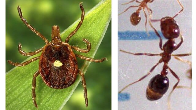 UVA researcher confirms first death linked to tick-related “meat allergy”