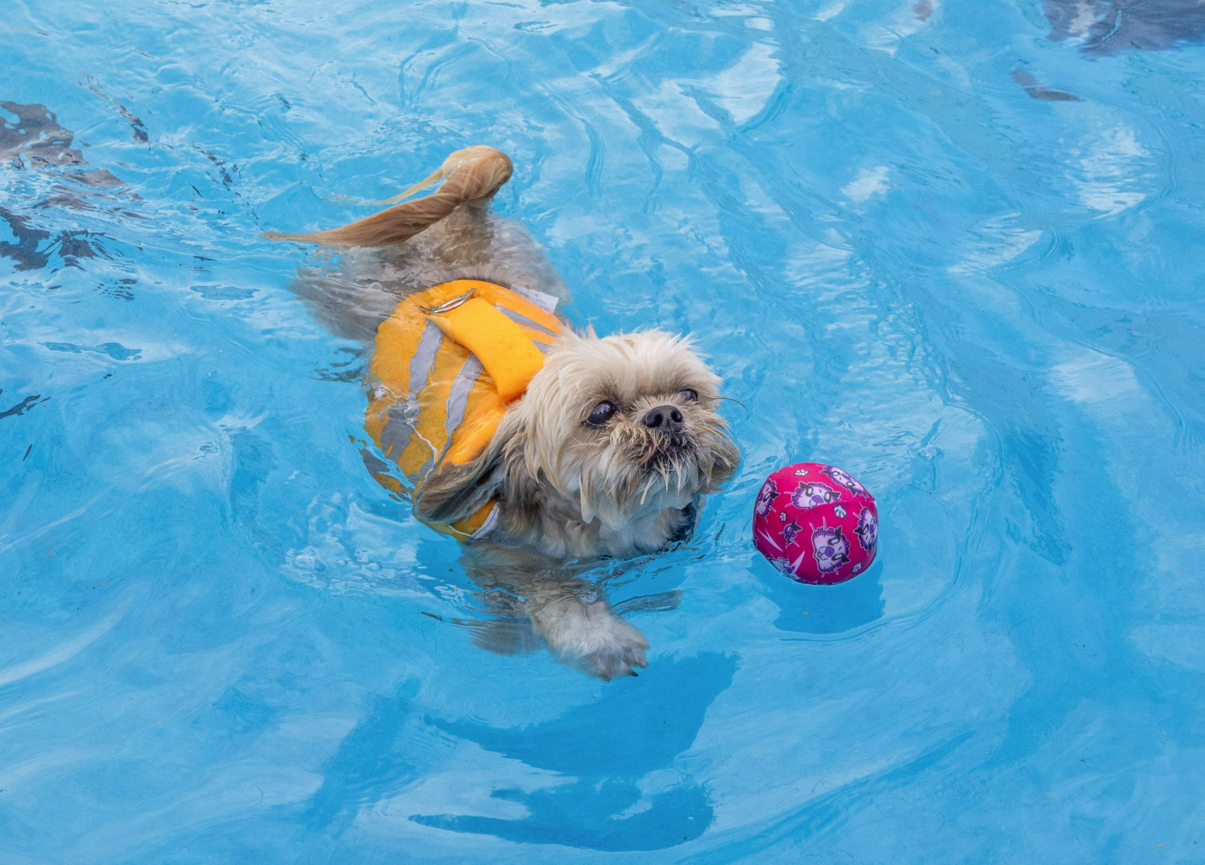 Dip Pool Dogs take final dip in community pool before closing for winter ...