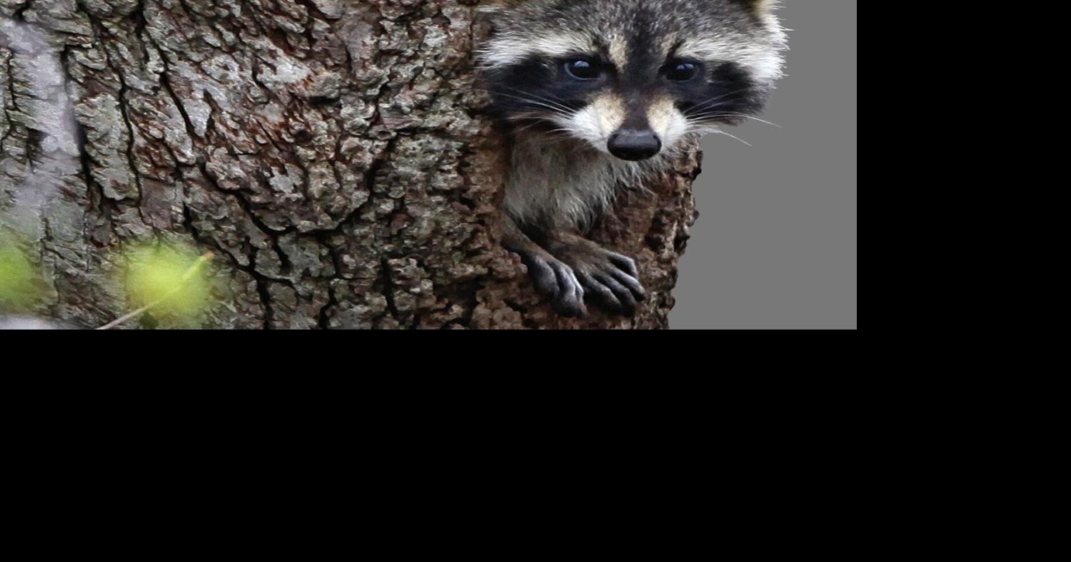 VDH: Raccoon caught near Bumpass was positive for rabies | News ...