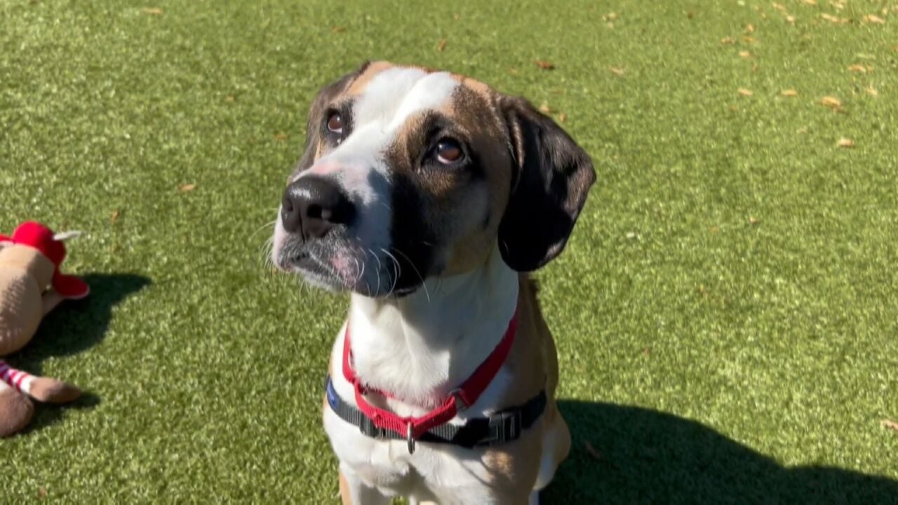 Pet Project: Sheldon