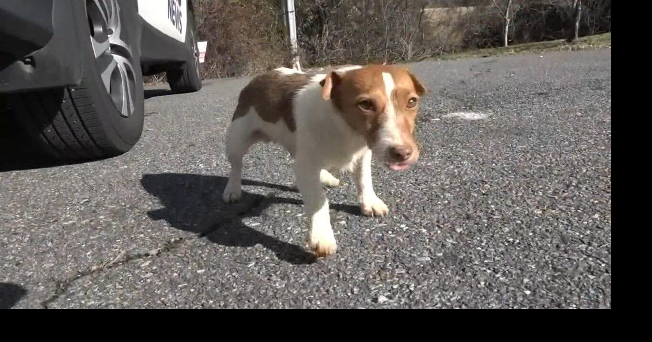 Accused dog napper appears in Greene County Court Crime/Courts