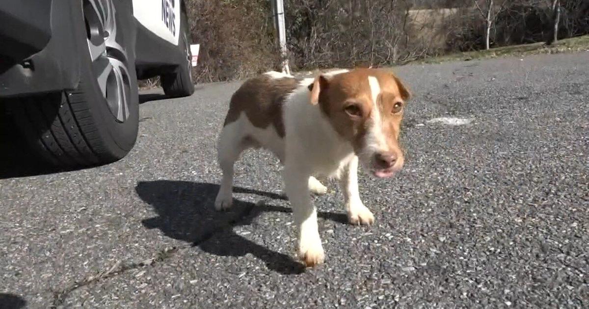 Accused dog napper appears in Greene County Court Crime/Courts Accused dog napper appears in Greene County Court Crime/Courts