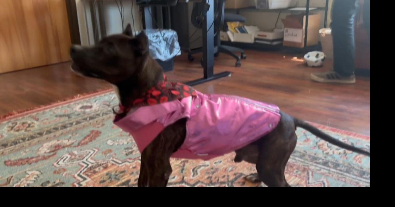 Pet Project: Dunkin Donuts