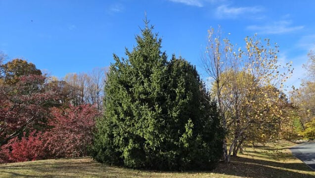 Charlottesville postpones Grand Illumination to next week