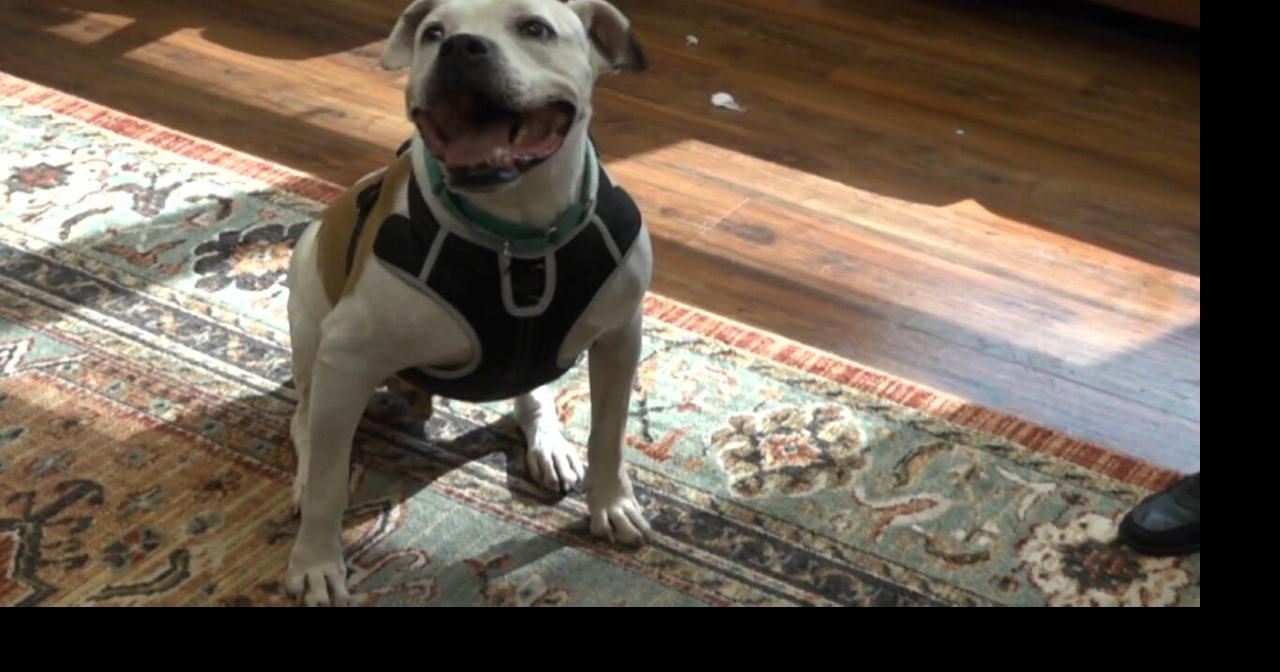 Pet Project: Archer