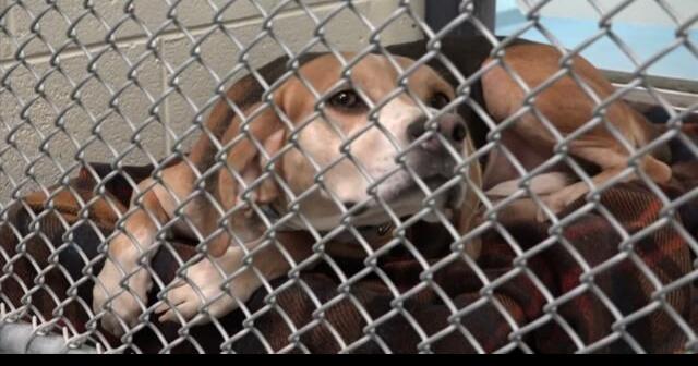 危険にさらされている動物の救出を支援する助成金 |ニュース