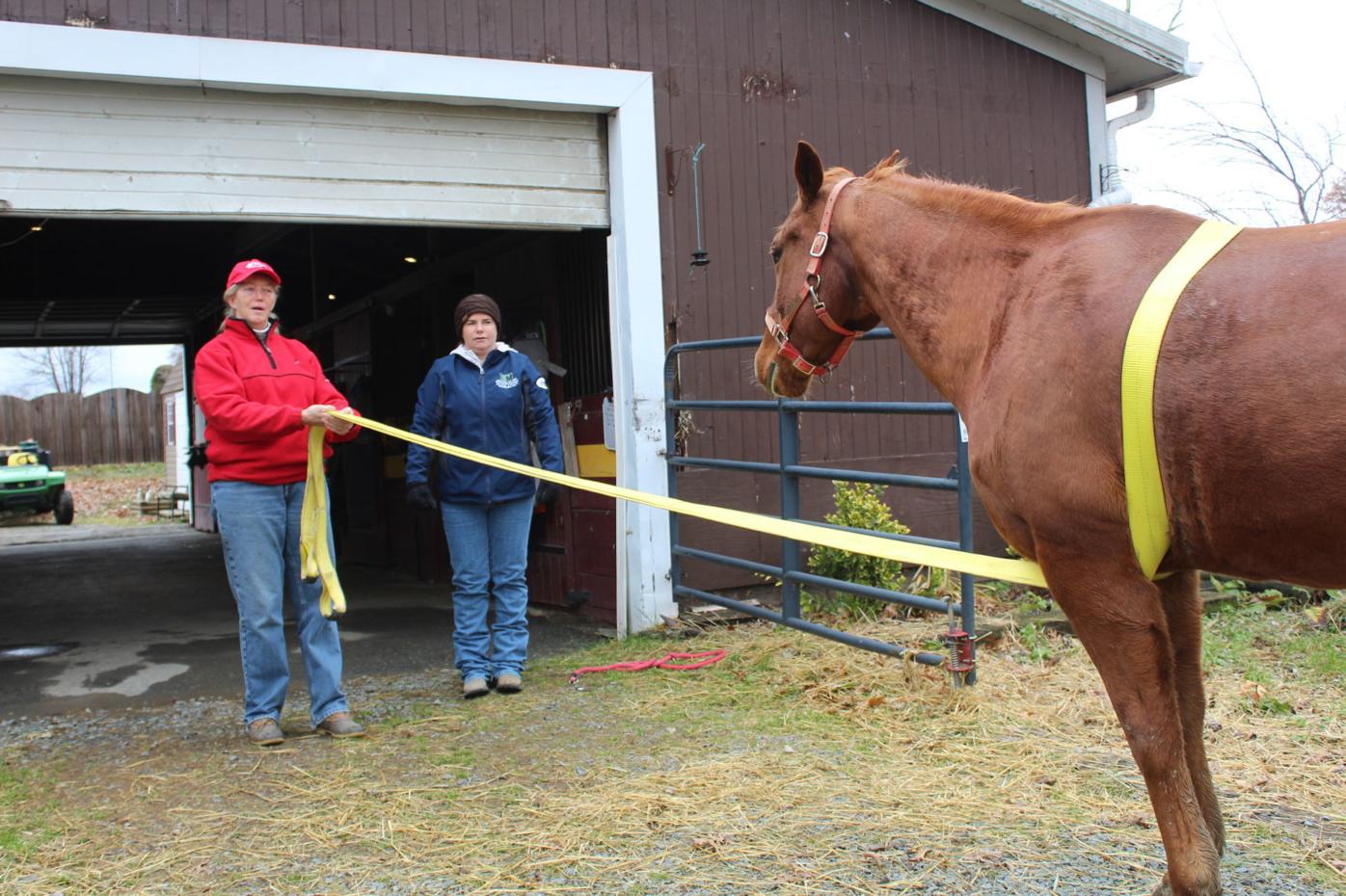 Equine Ambulance in search of volunteers, support Local News