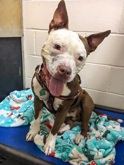 Dog of the week: Tipp