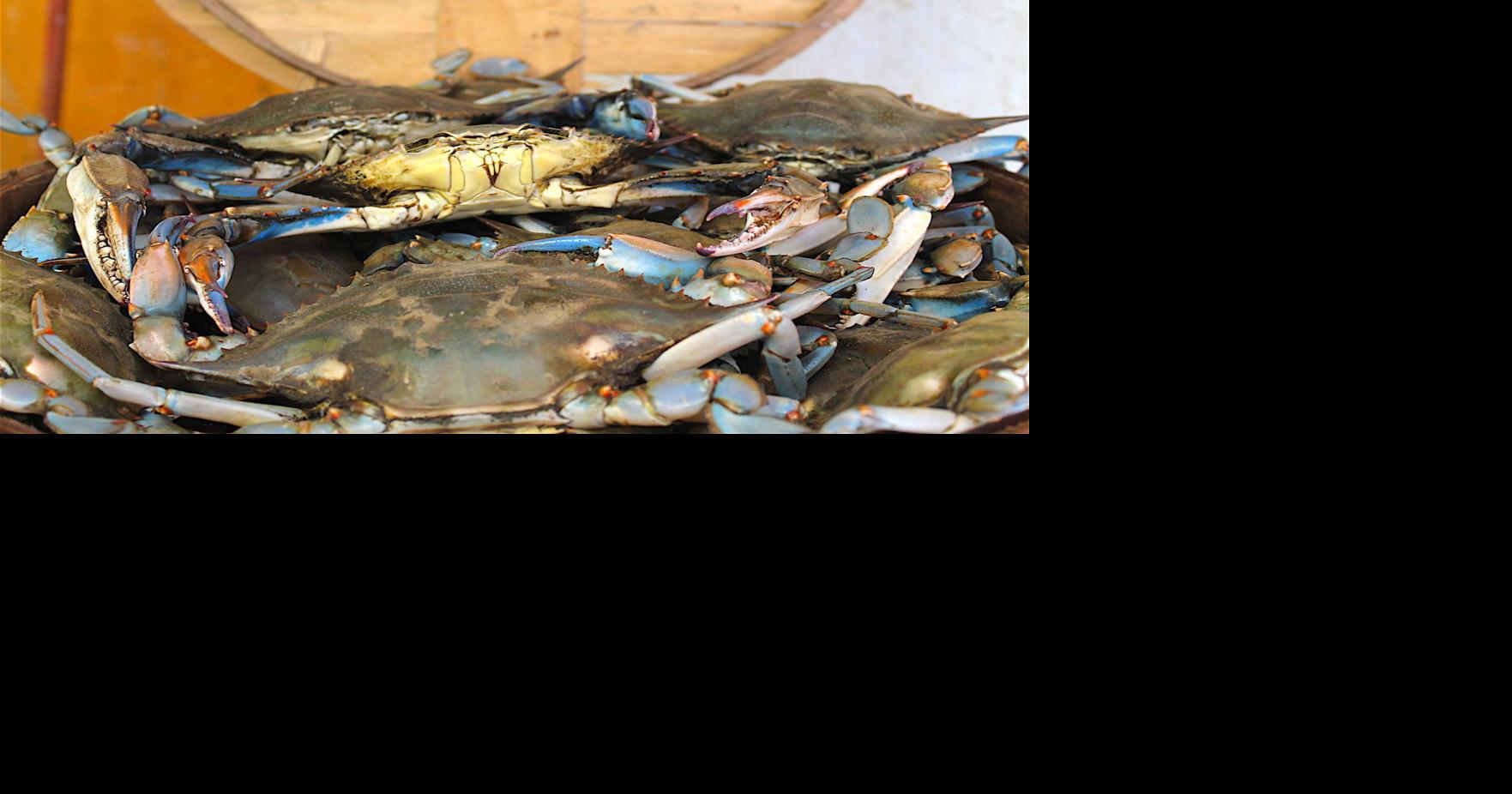 DNR survey shows dip in blue crab population