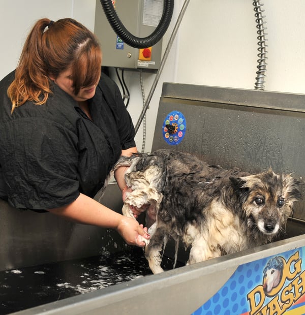 Dog grooming assistant jobs ontario