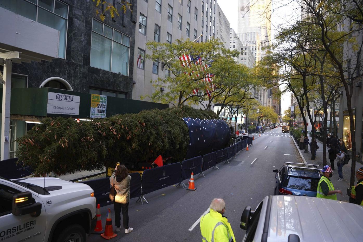 Home For The Holidays Rockefeller Tree Arrives In Nyc Features Cecildaily Com