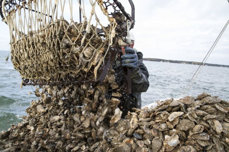 Commercial oyster season opens in Md. Regional
