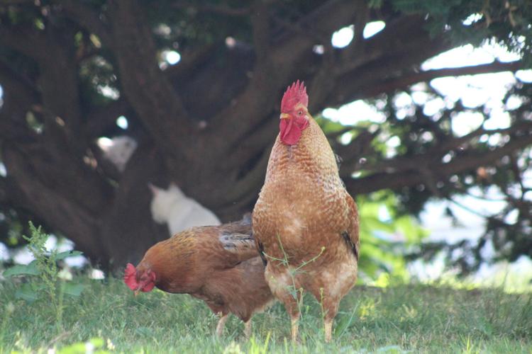 AgriCulture Backyard chickens, broiler chickens, Maryland Grain