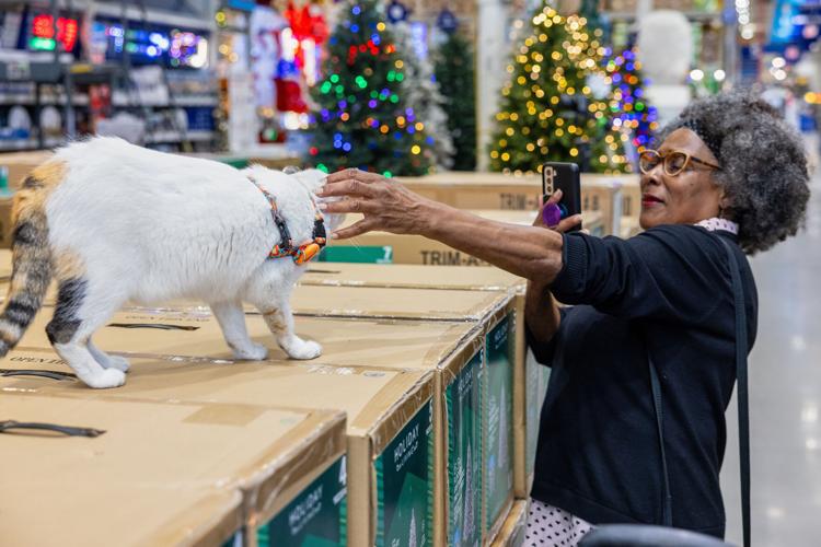 Purrfect ending: Missing Virginia store cat found after hitching a ride