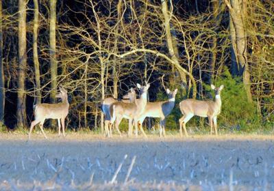 Deer Seasons & Bag Limits - Maryland Hunting