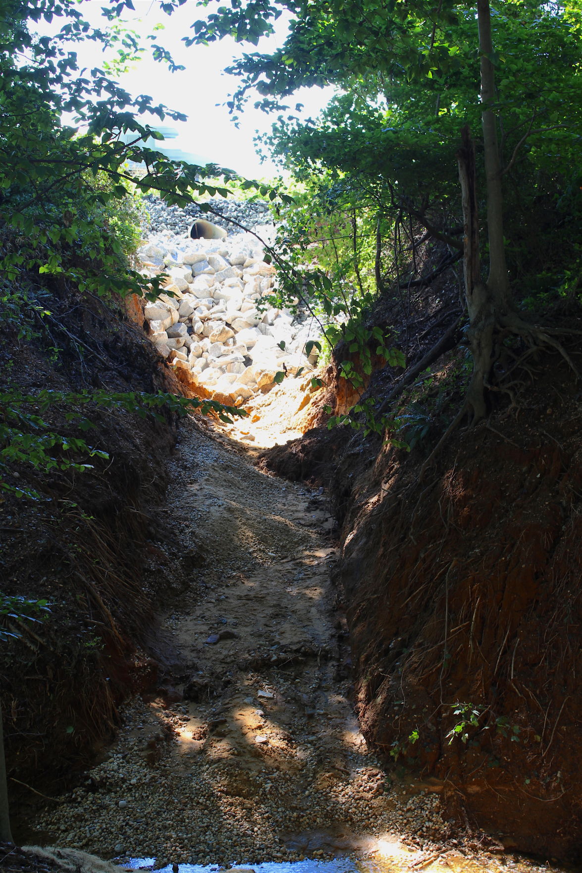 Huge project aims to reduce runoff to Sassafras River Spotlight