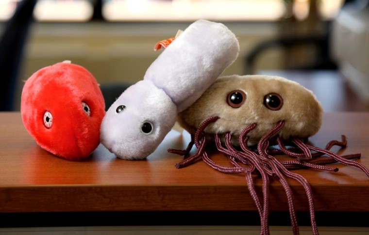 e coli stuffed animal