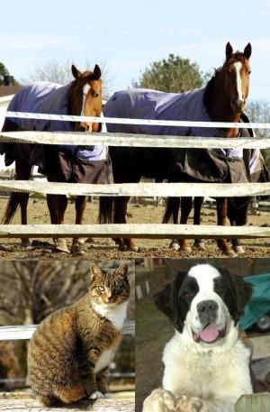 Bundle Up The Kitties And The Horses And The Doggies Common Sense