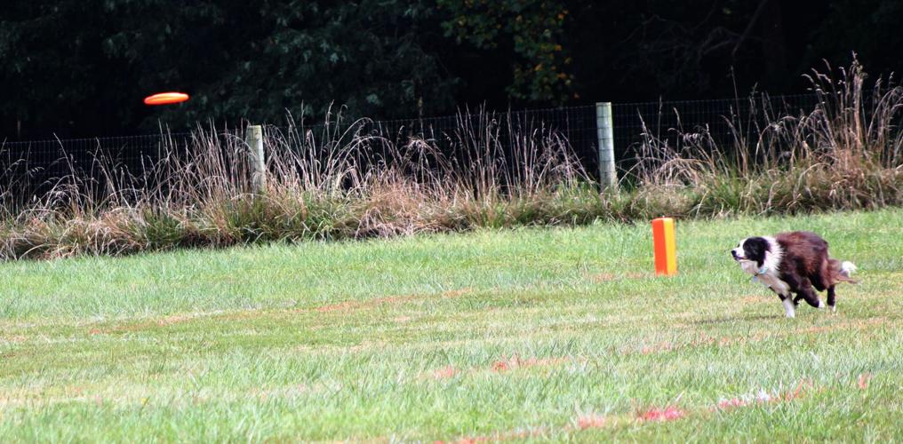Competition was fast and 'fur'ious at Elkton Disc Dog Club News
