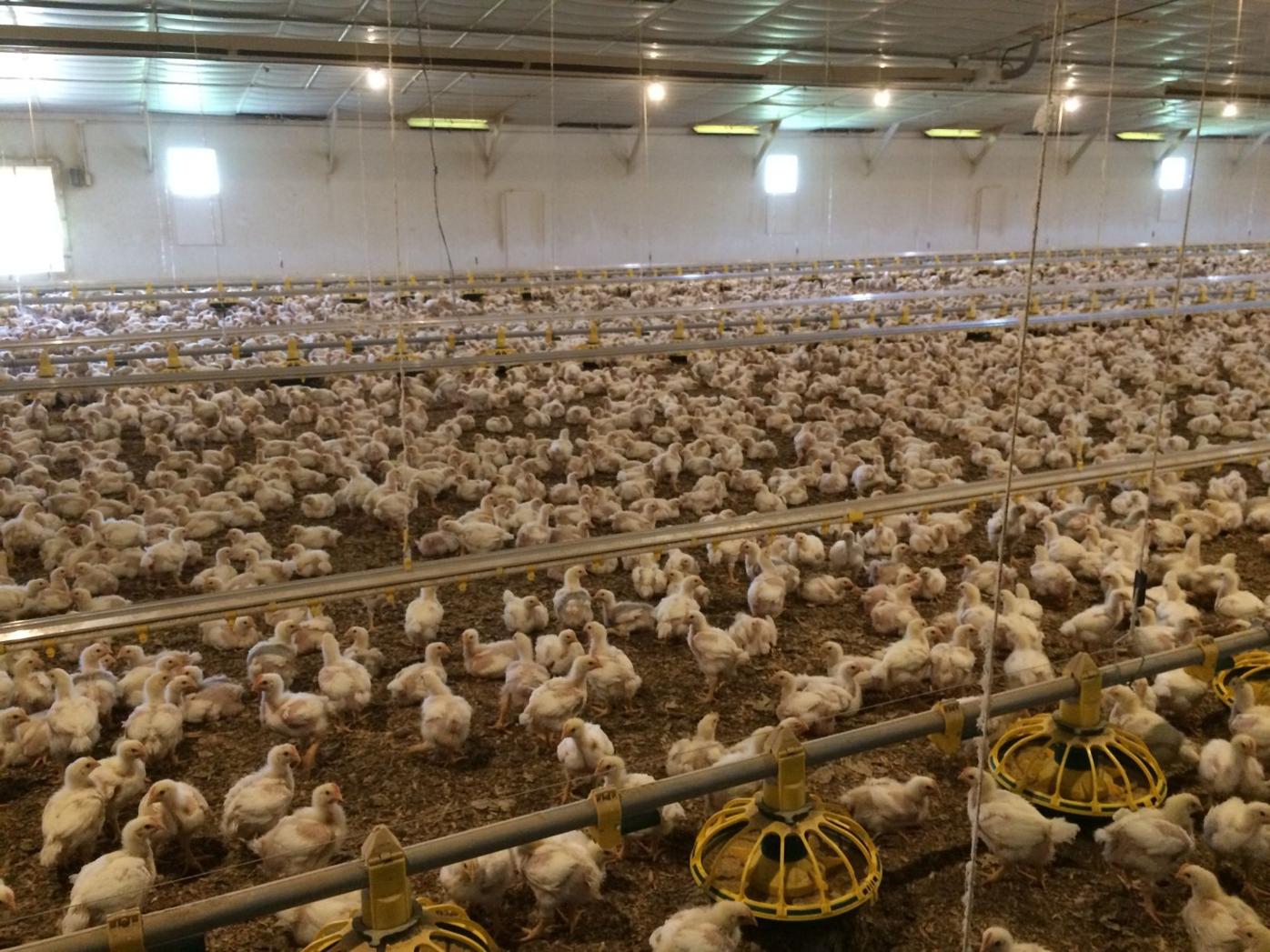 Council punts CAFO regulation changes to 2018 Business