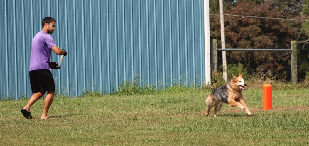 Competition was fast and 'fur'ious at Elkton Disc Dog Club News