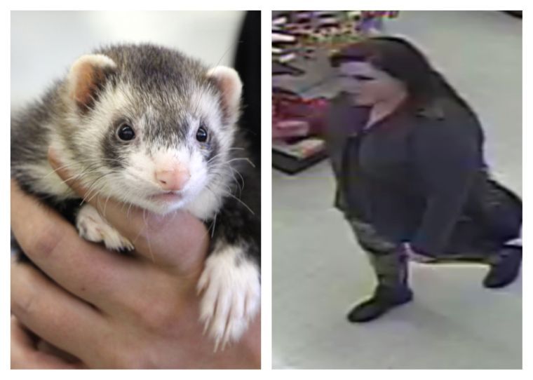 pet shop with ferrets near me