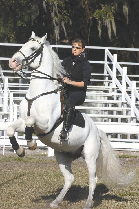 Fairwinds Customer Service >> Herrmanns’ Royal Lipizzan Stallions to perform at ... Fairwinds Customer Service >> Herrmanns’ Royal Lipizzan Stallions to perform at ...