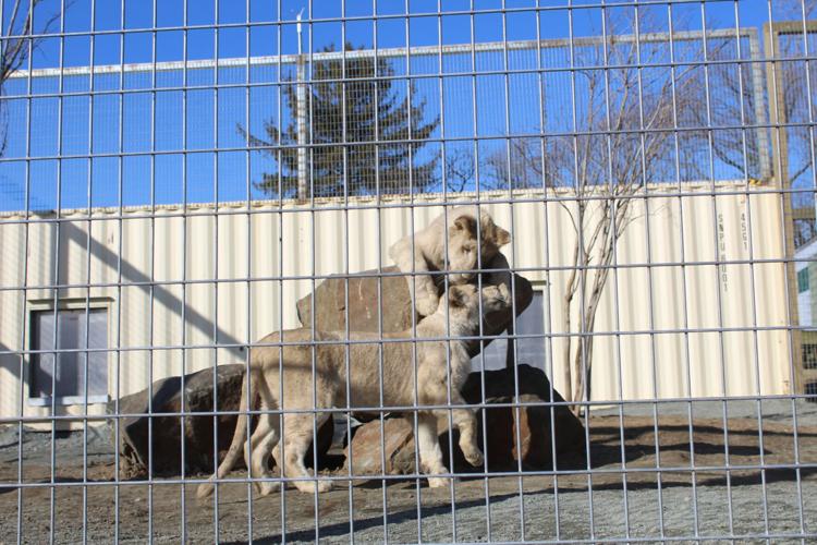 Cute white tiger cubs play at Peru zoo - Headlines, features