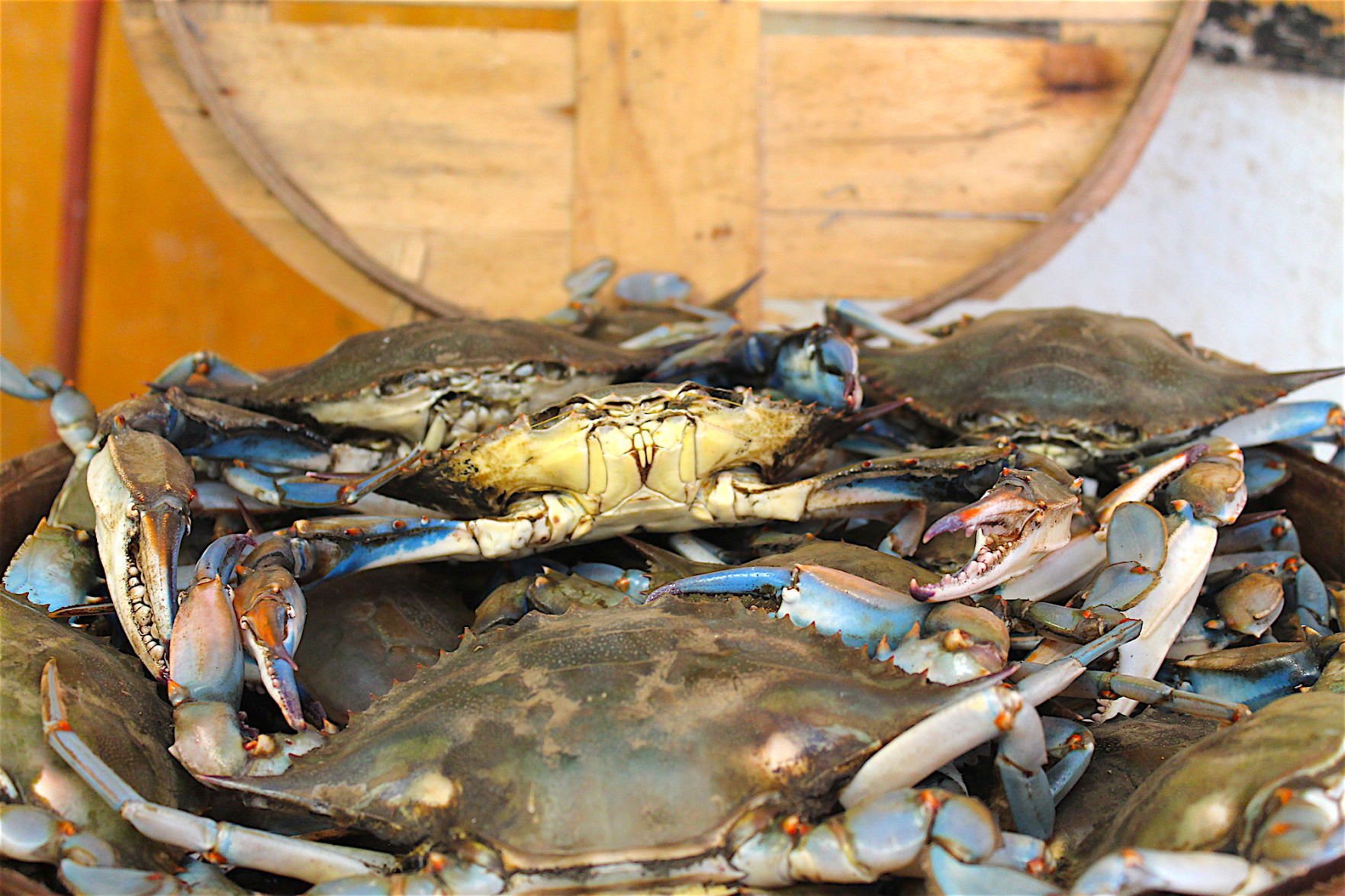 blue crab season