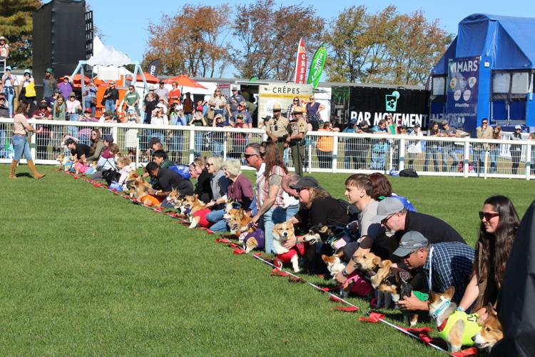 Corgi Races win snatched by repeat winner for the third consecutive ...
