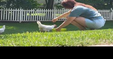 Backyard Chickens bill introduced to the Cecil County Council - Vimarsana News