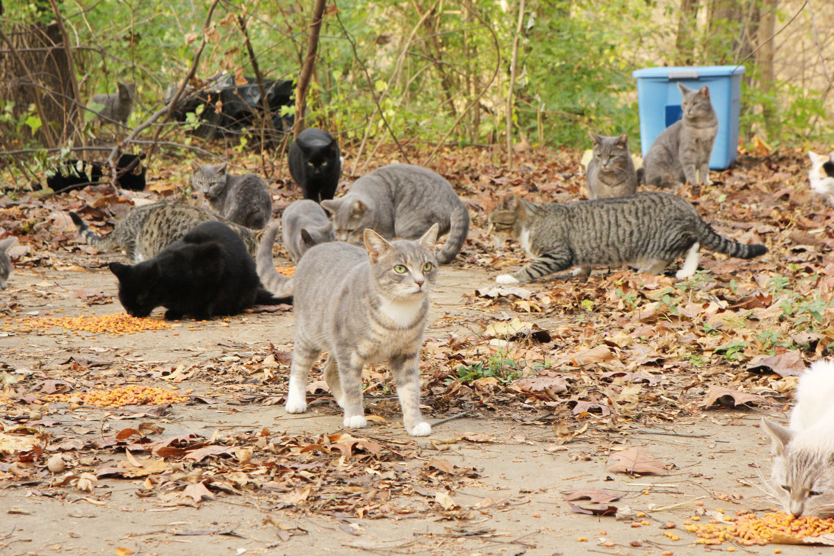 Elkton partners with nonprofit to address feral cats Local News