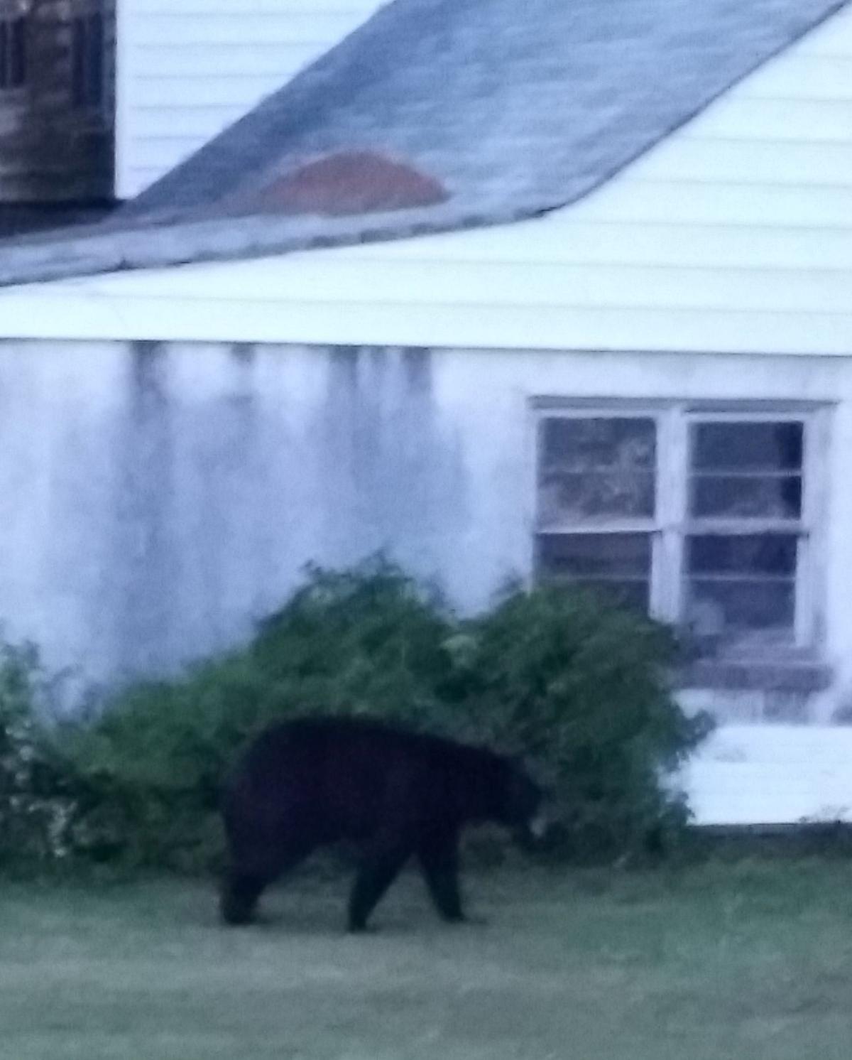 Black Bear Returns To Cecil County Spotlight Cecildailycom