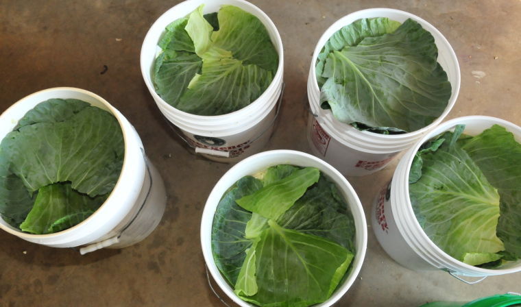 Rising Sun family broadens sauerkraut tradition | Local News ...