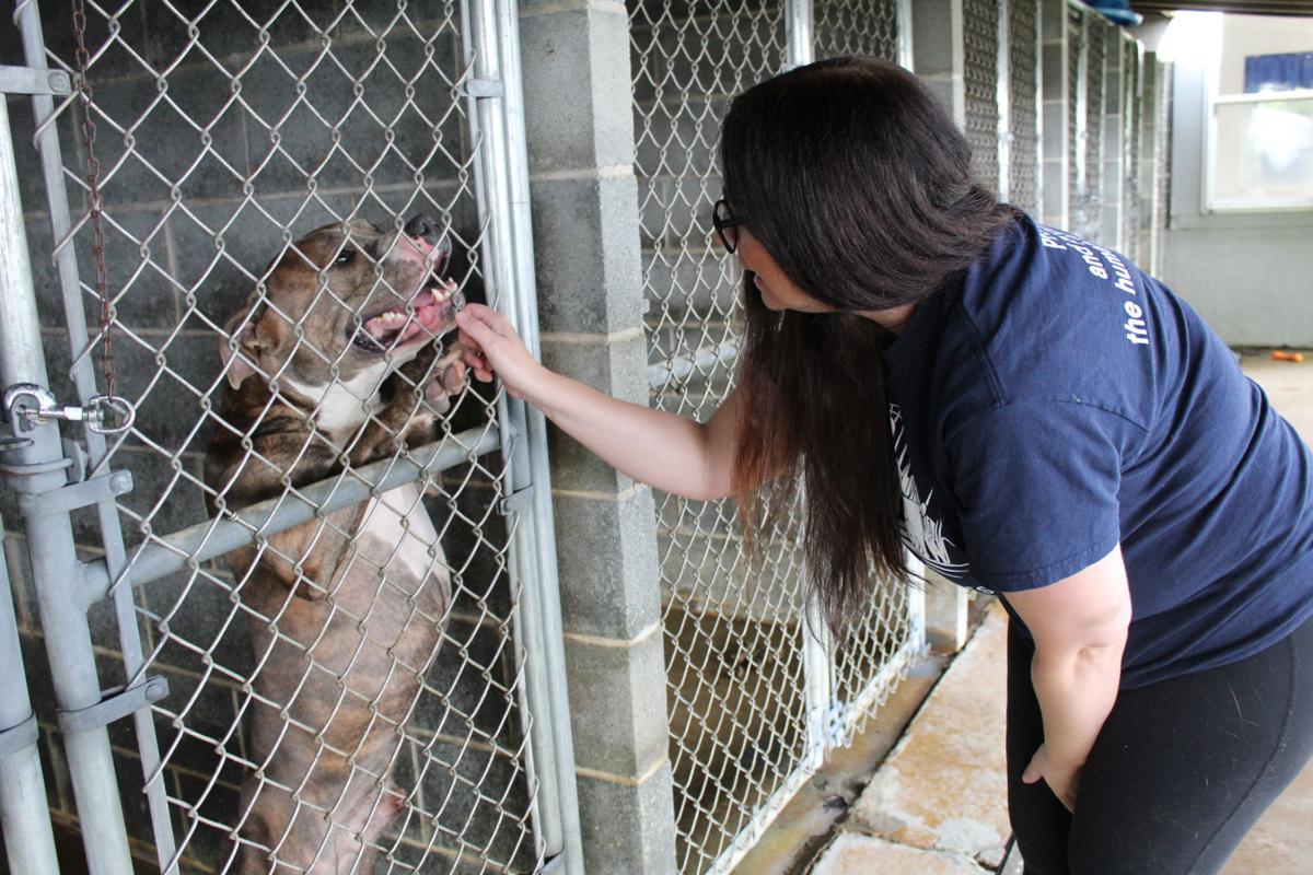 Clear The Shelter offers free cats, kittens Saturday Spotlight