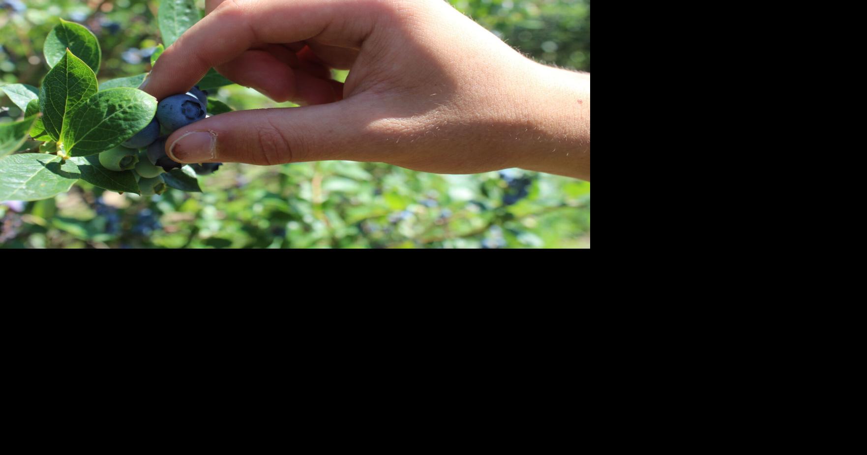 AgriCulture: It's blueberry time at Walnut Springs and Sunset Social time at Milburn Orchards