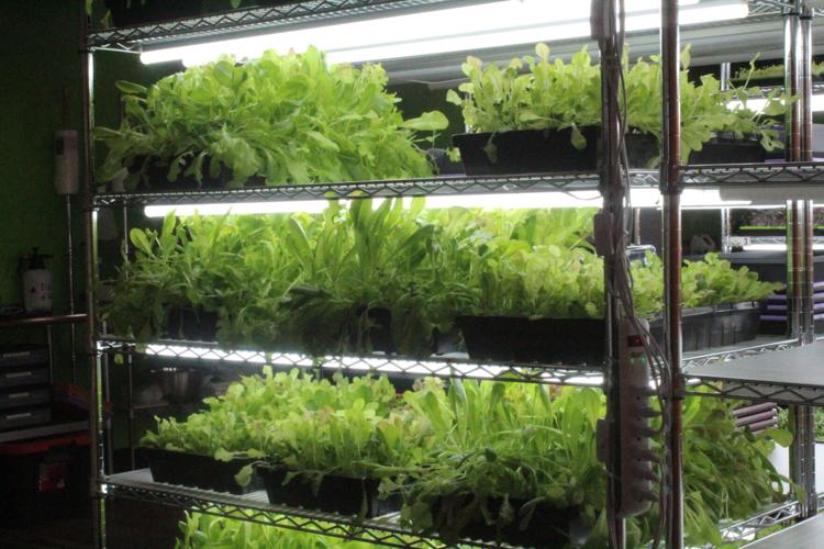 Learn about microgreens and indoor farming with Fresh Source Farm