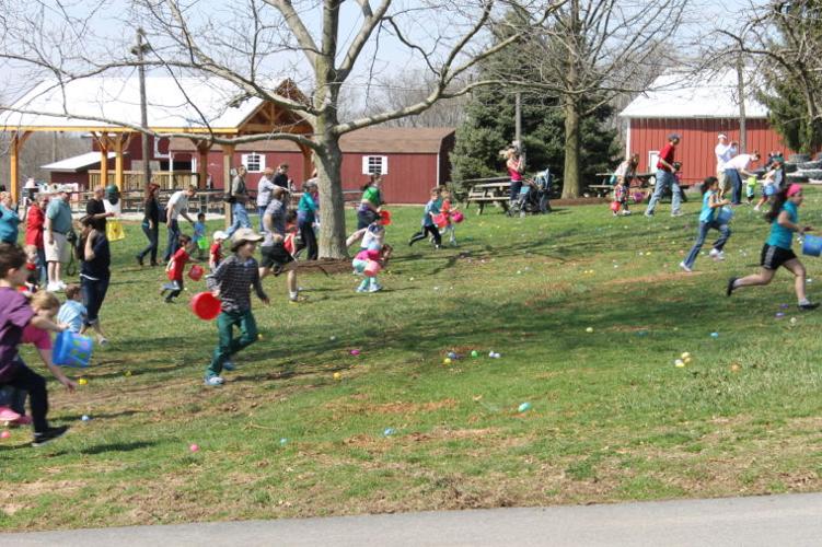 Milburn Orchards hosts Easter bunny, large scale egg hunt Local News