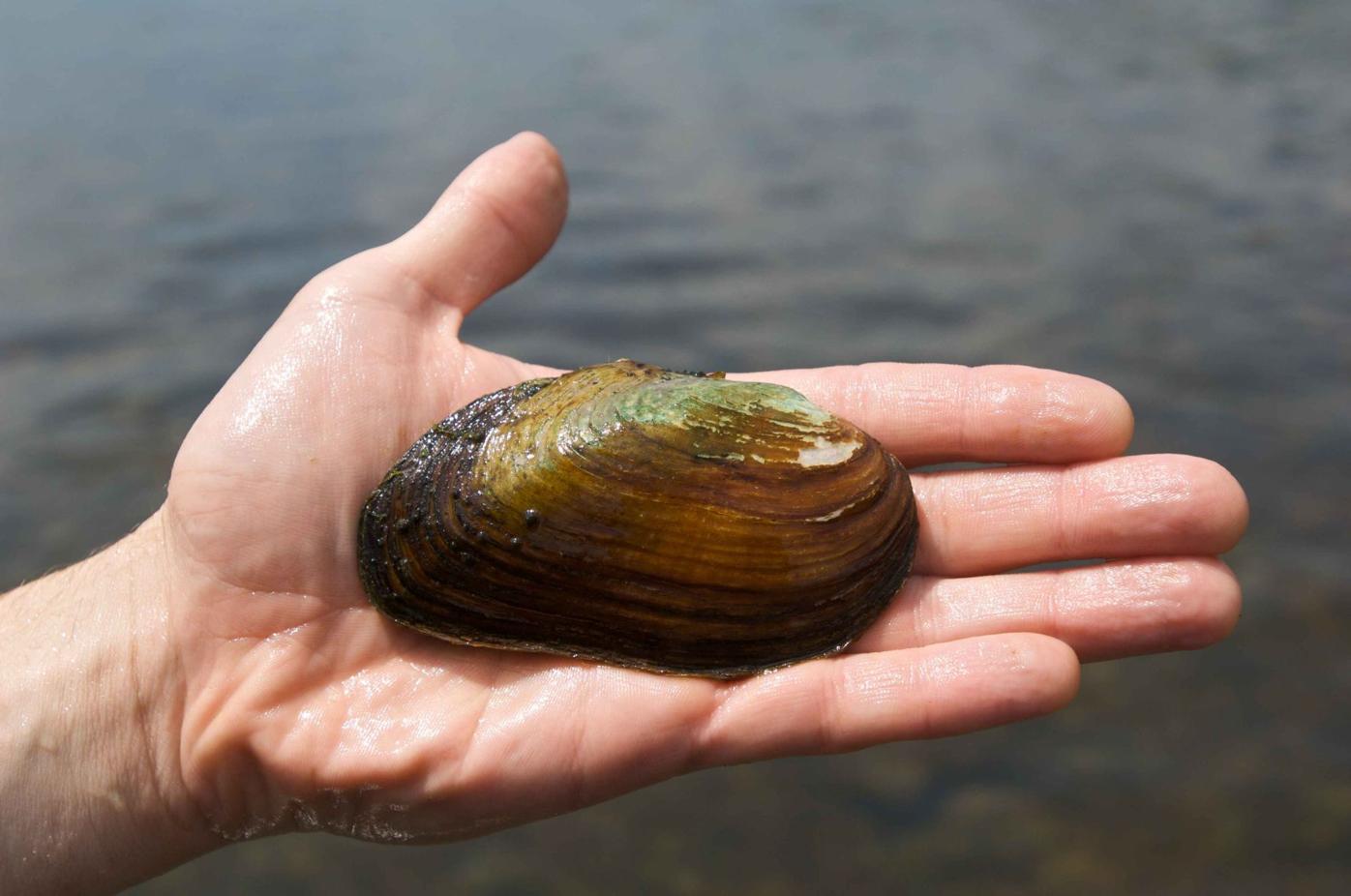 Maryland Begins Program To Replenish Freshwater Mussels | Regional |  Cecildaily.com