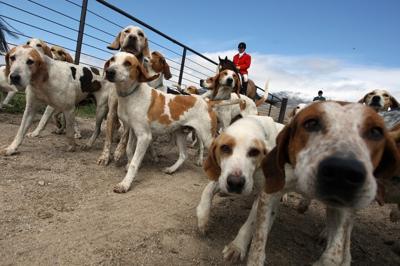 Riding The Open Range With America S Fox Hunters News